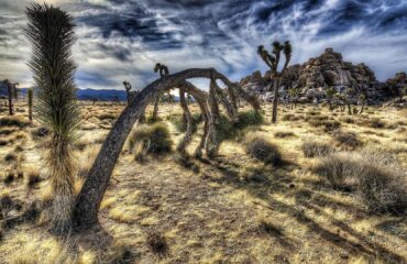 A desert landscape with trees and bushes.