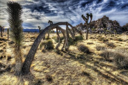 A desert landscape with trees and bushes.